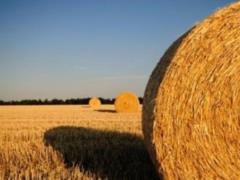 В Україні в найближчу добу буде як і раніше сухо і все так само спекотно