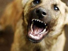 За сутки в Харькове троих человек покусали животные