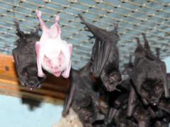 In Kharkov in an apartment to a pensioner flew 60 bats