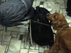 At the Southern Station in Kharkov, Bullet found a passenger with a baggage of drugs