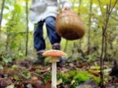 В Крыму участились случаи отравления грибами