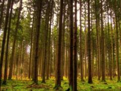 Counselor of Kernes is suspected of distributing forest plots