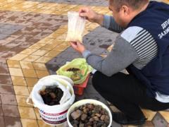 In Rivne region, the police seized the  borshtina  for half a million hryvnia