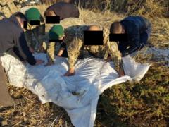 In the Odessa region, law enforcement officers found a large cannabis plantation