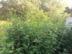 Near Kharkov, the police destroyed a powerful platinum hemp