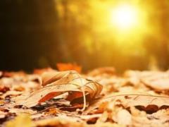 At the beginning of the week, the fall will please the Ukrainians with warm days