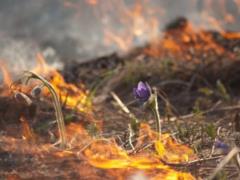 Супрун: спалювати по осені сухе листя і траву шкідливо, неекологічно і нецивілізовано