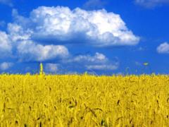 Top 10 export goods of Ukraine
