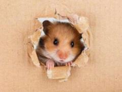 Hamsters will help to understand why people get better because of sports