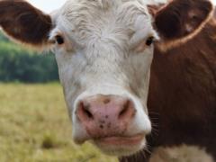 In Britain, cows trampled an old man who saved a dog