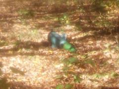 The explosion in Lisichansk: a part of the Osa air defense system fell into the school yard