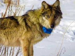 The life of a wolf traveler was cut short in Ukraine