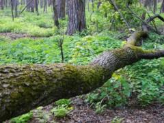 Near Kharkov two mushroom picker brothers crushed by a tree - one did not survive