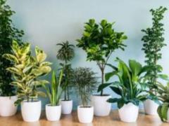 Scientists talked about the benefits of indoor plants for human health