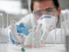 Scientists have successfully experienced  vaccination , which eliminates the nicotine addiction