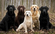 Dogs can identify patients with malaria by the smell of socks