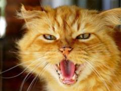 In one of the districts of Kharkov, a quarantine was introduced due to rabies cat