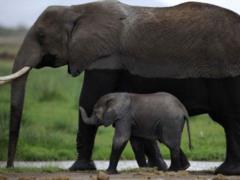Wildlife population falls at the rate of  mass extinction , - environmentalists