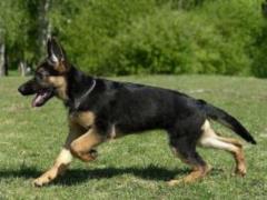 Dogs can detect malaria in children
