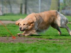 In Japan, created a laser control system dog
