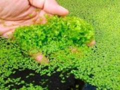 California startup has discovered a new vegetative protein