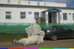 Polar bears besieged the Chukchi village