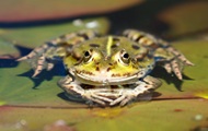 Scientists have grown amputated paws frogs