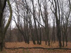 The temperature in Ukraine will continue to decline
