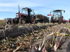 Українське  поле чудес  залишилося без врожаю