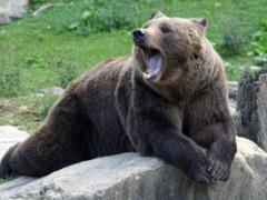 Near Kharkov a woman was attacked by a bear