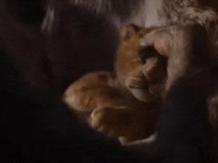  The Lion King  is back: a teaser trailer for the savanna ruler appeared on the Web