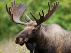 The court allowed in Ukraine to hunt moose