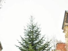 В Украине уже установили первую новогоднюю елку