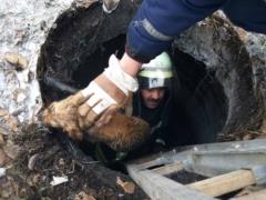 В Донецкой области сотрудники ГСЧС спасли собаку, которая упала в канализацию