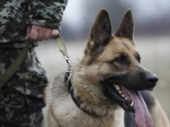В Госпогранслужбе создано кинологический комплекс для транспортировки служебных собак