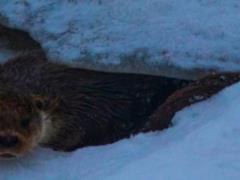Иван Русев: ІДЕАЛЬНИЙ ПІДВОДНИЙ ХИЖАК