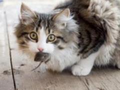 Кошачий паразит может вызывать шизофрению у людей