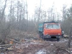 На границе с Беларусью задержаны  черные лесорубы 