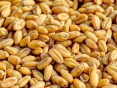 Украина продала зерна на рекордную сумму