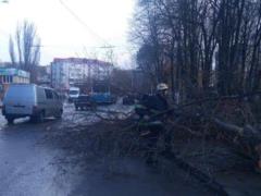 В Виннице падающее дерево убило 11-летнюю девочку