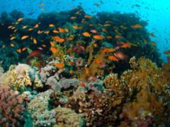 В Красном море израильтяне начали пересаживать кораллы