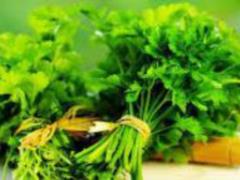 Пряно-вкусовые растения