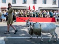 В Минске козел из зоопарка стал  звездой  военного парада