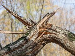 Во Львове на отдыхающих рухнуло дерево, среди пострадавших трое детей