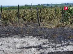 В Кахетии загорелись виноградники