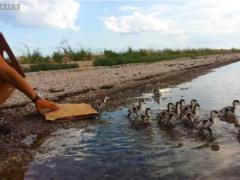Ивано Русов: СПАСЕНИЕ ОЧАРОВАТЕЛЬНЫХ ПУХОВИЧКОВ