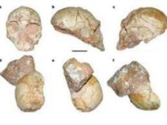 Ученые сделали громкое заявление по древним останкам Homo sapiens