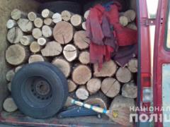 Под Харьковом поймали очередных черных лесорубов
