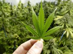 Люксембург станет пионером Евросоюза в легализации марихуаны