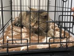 В штате Нью-Йорк пропавший котенок вернулся к хозяйке через 11 лет